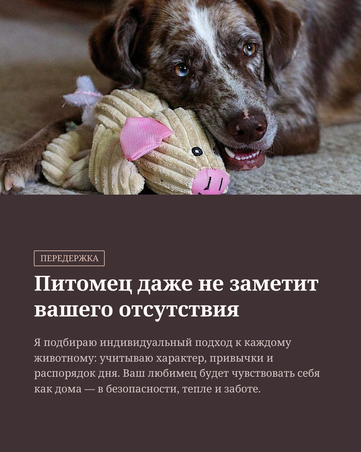 Передержка собак и кошек/ дневной садик для собак - миниатюра 6