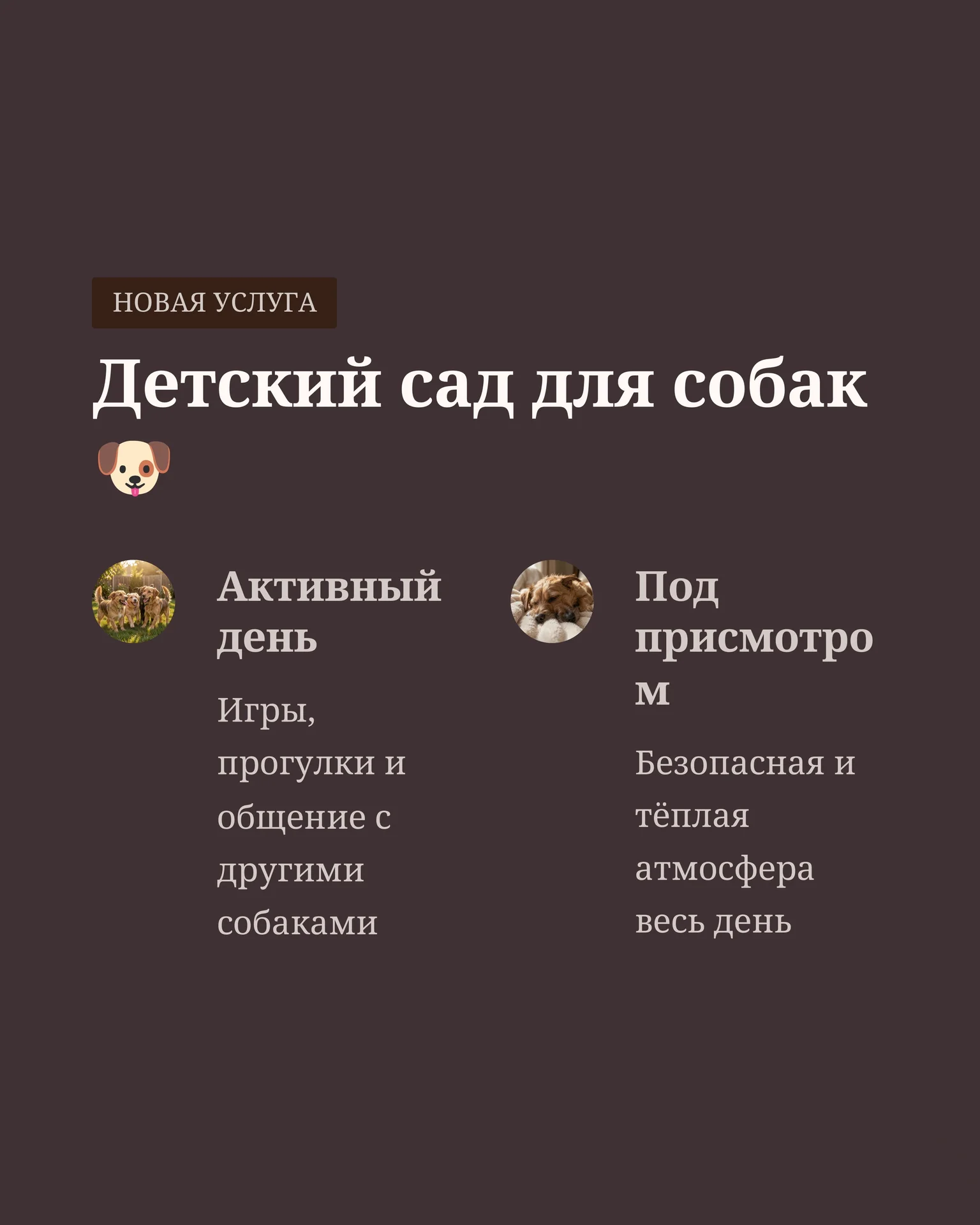 Передержка собак и кошек/ дневной садик для собак - миниатюра 7