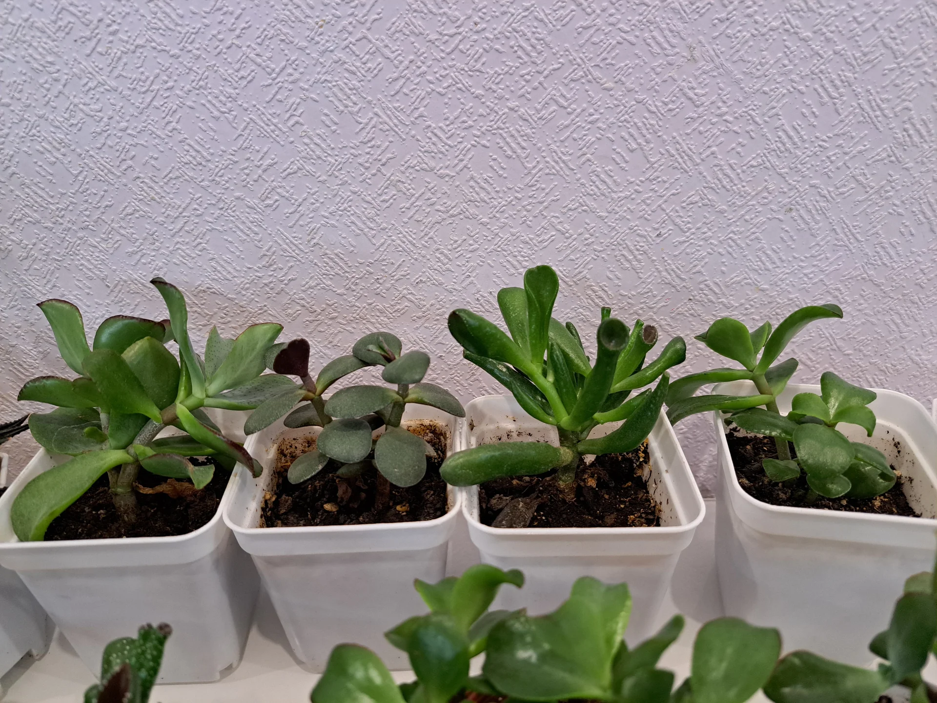 суккуленты и кактусы - миниатюра 8