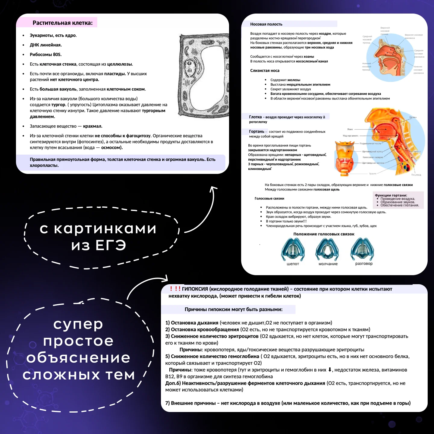 Репетитор по биологии ЕГЭ - миниатюра 7