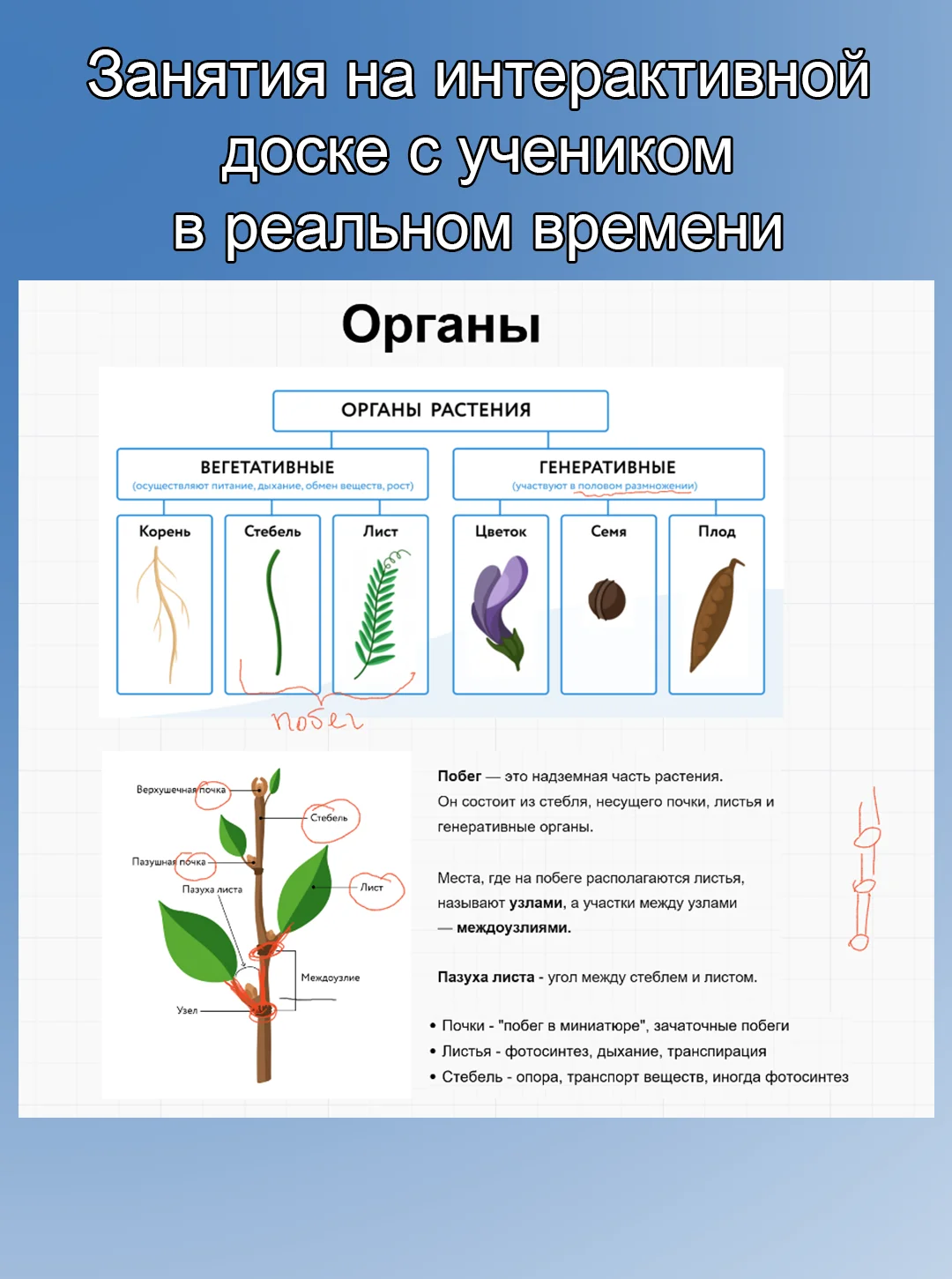 Репетитор по биологии (ОГЭ, ЕГЭ) - миниатюра 2
