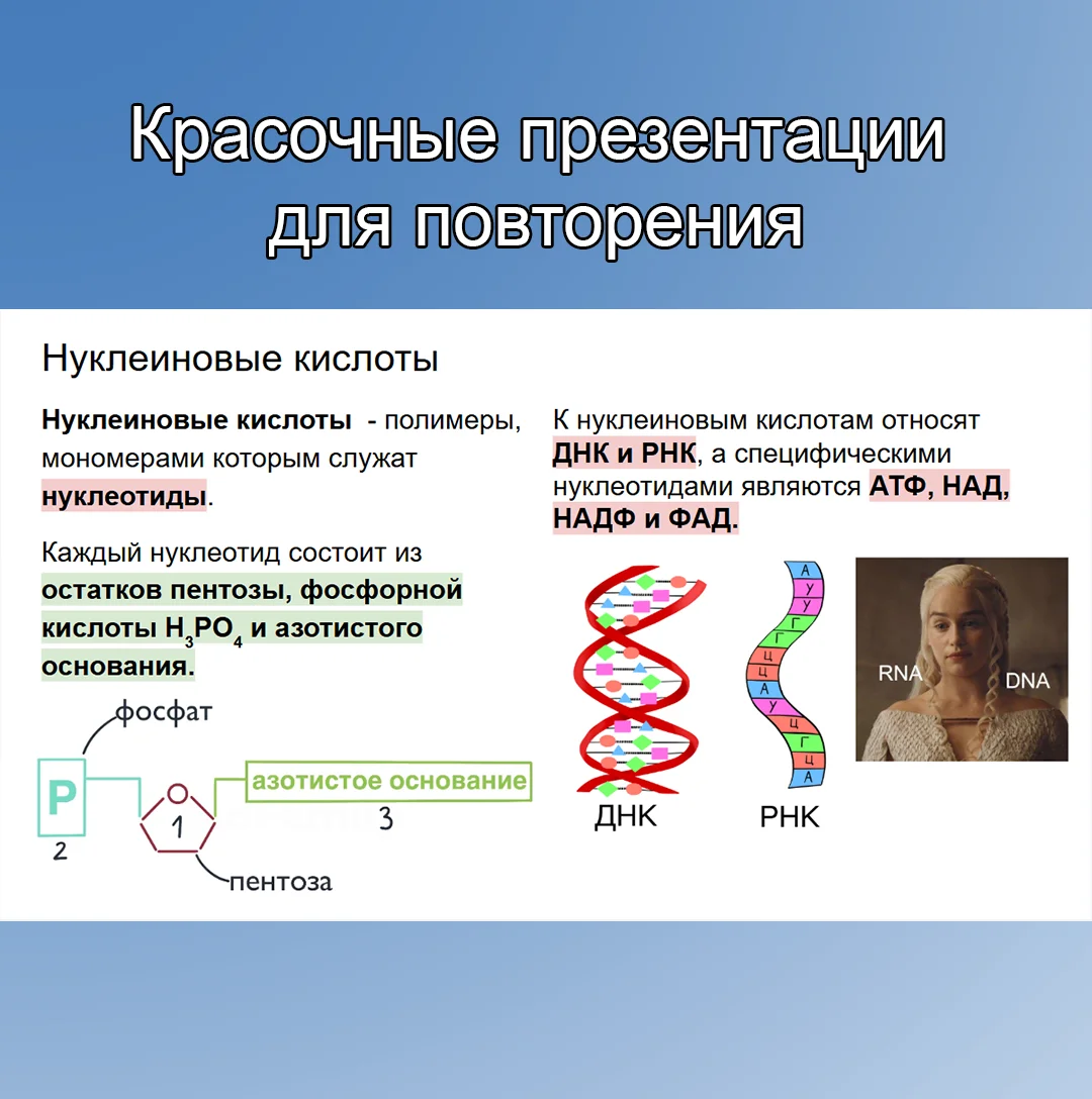 Репетитор по биологии (ОГЭ, ЕГЭ) - миниатюра 3