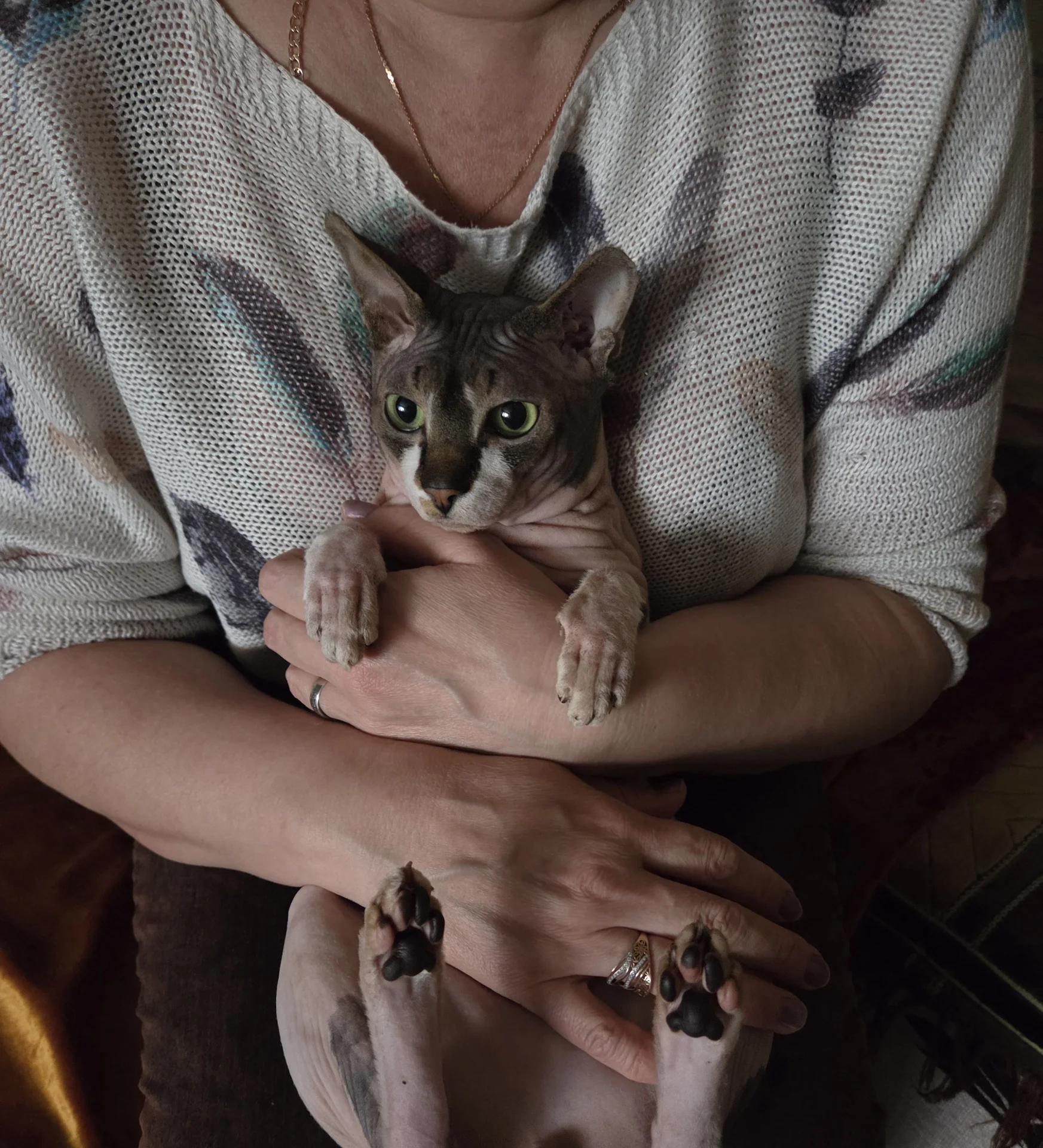 Вязка, кот Донской сфинкс - миниатюра 3
