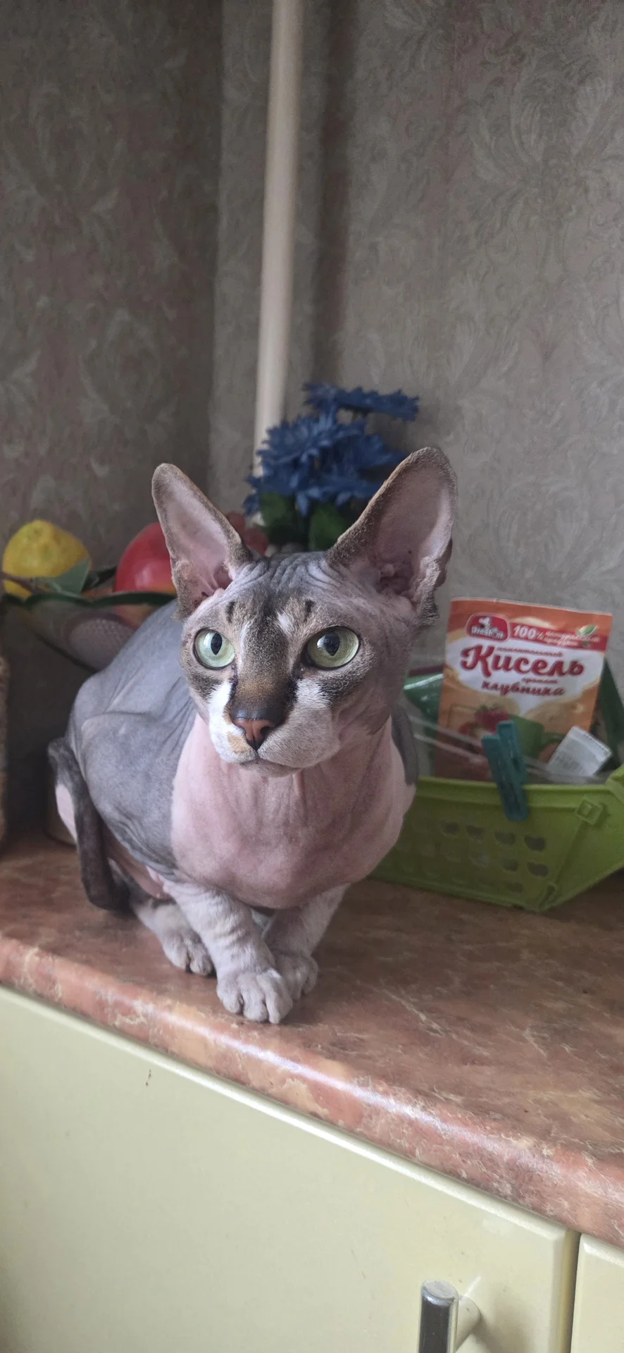 Вязка, кот Донской сфинкс - миниатюра 6