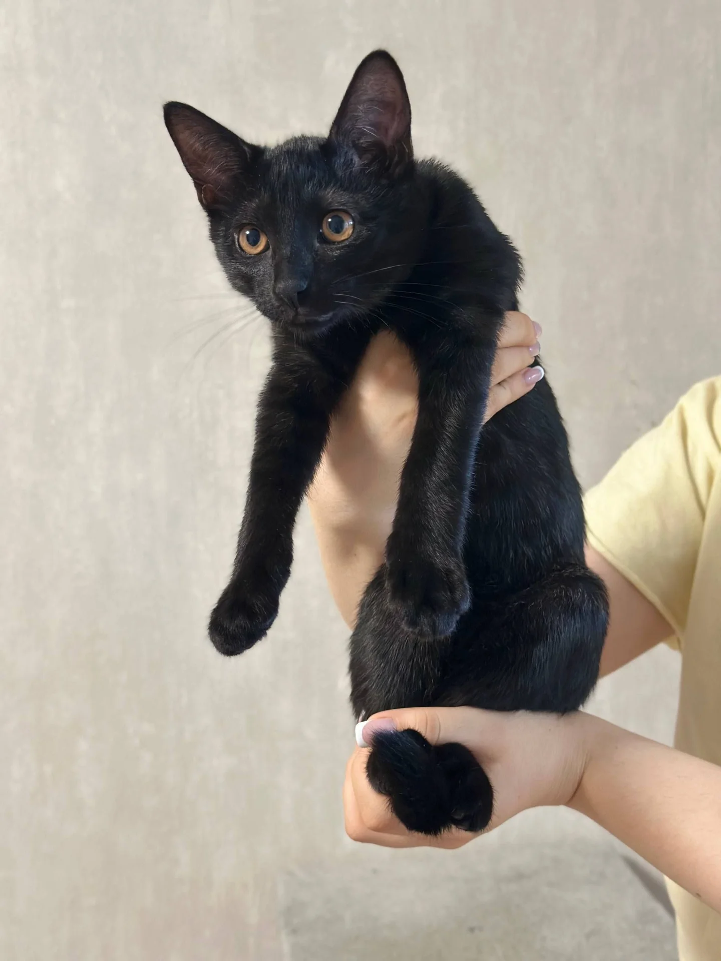 Котята в добрые руки - изображение 1