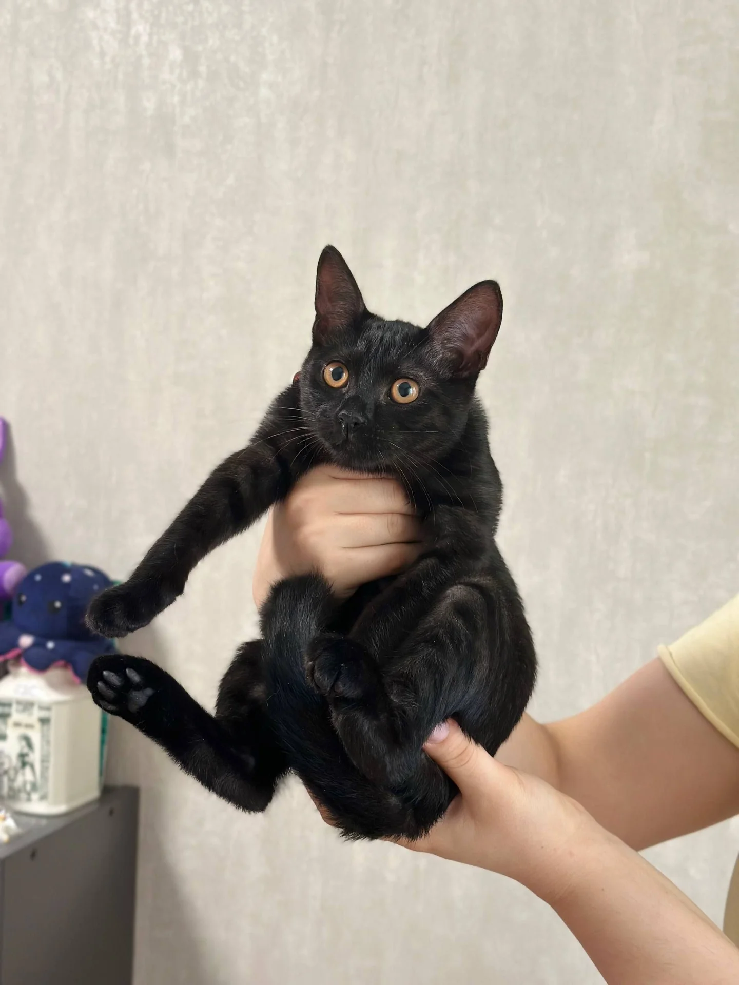 Котята в добрые руки - миниатюра 2
