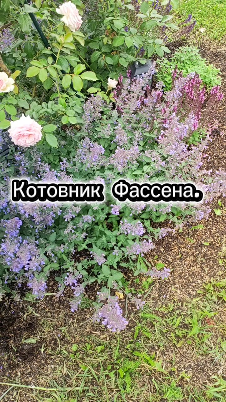 котовник Фассена - видео 4