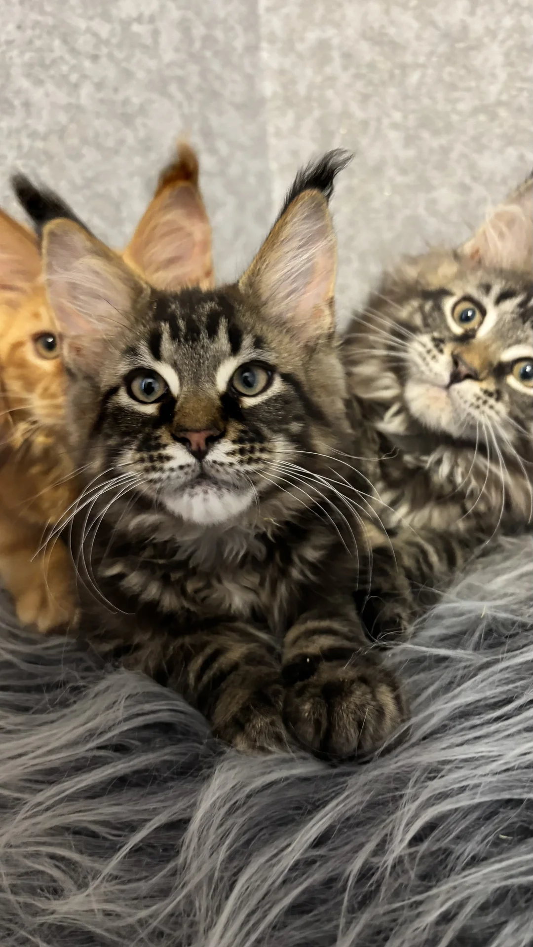 Котенок Мейн-кун - миниатюра 2