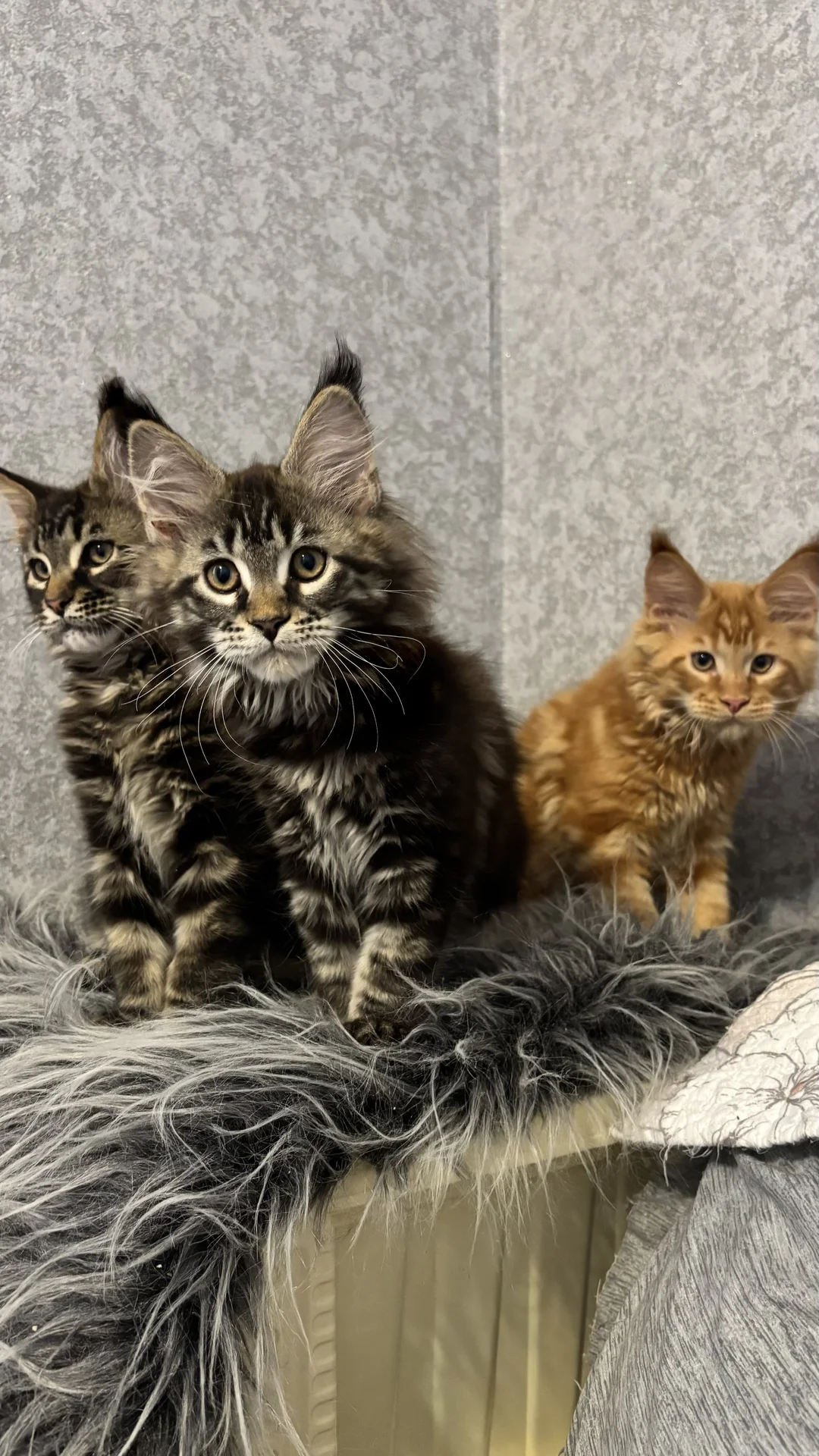 Котенок Мейн-кун - миниатюра 3
