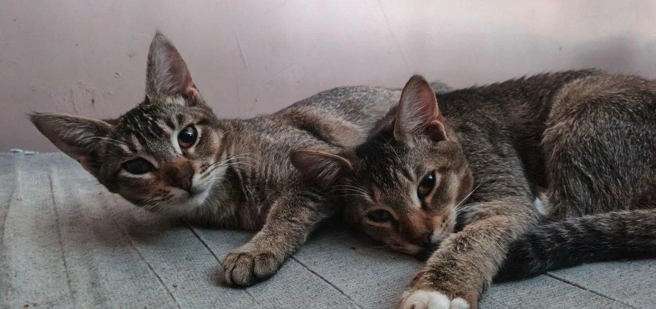 Котята в хорошие руки, можно бартер за корм - миниатюра 5