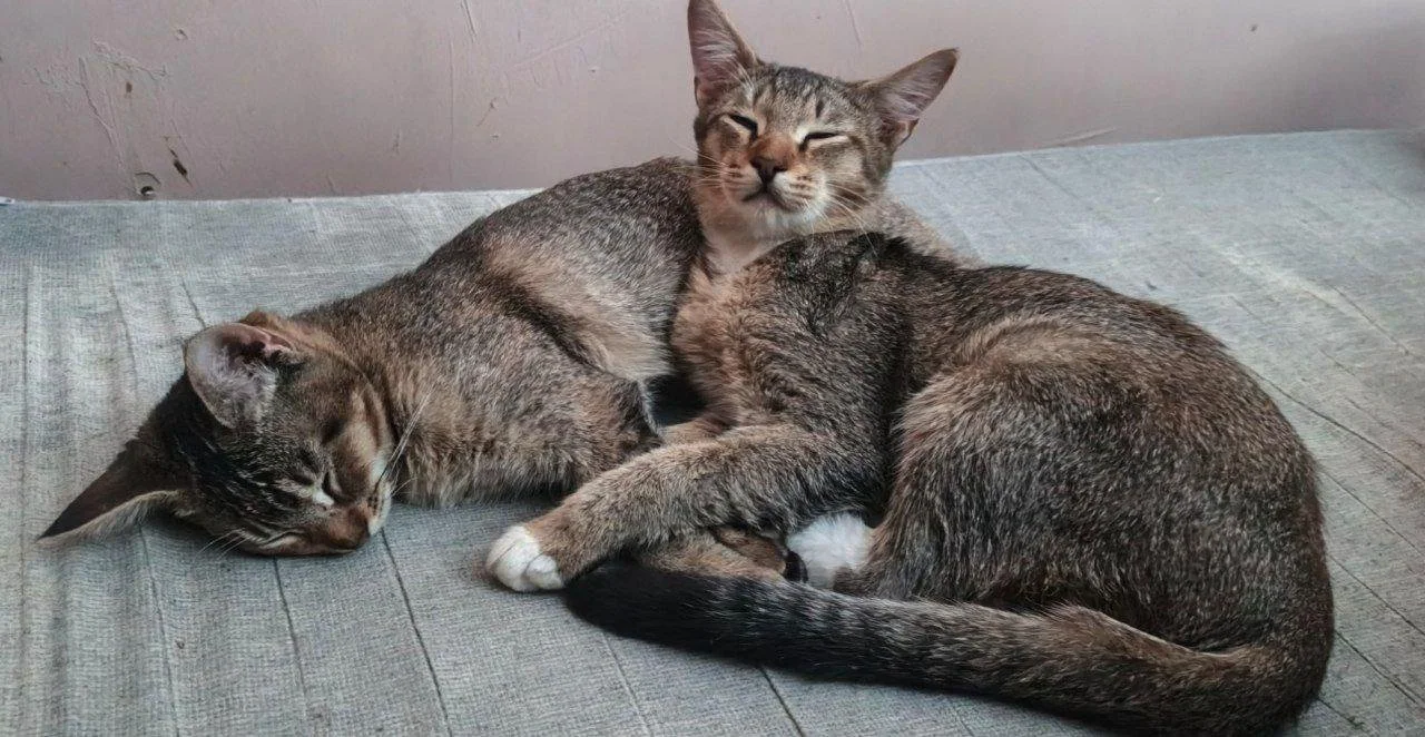 Котята в хорошие руки, можно бартер за корм - миниатюра 9