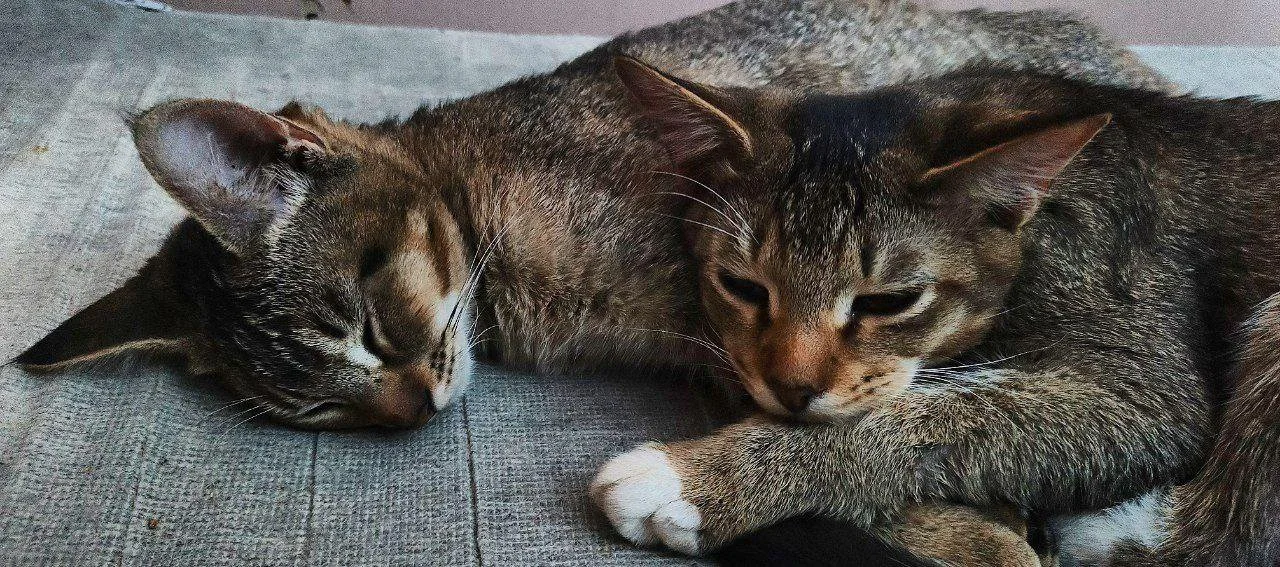 Котята в хорошие руки, можно бартер за корм - миниатюра 10