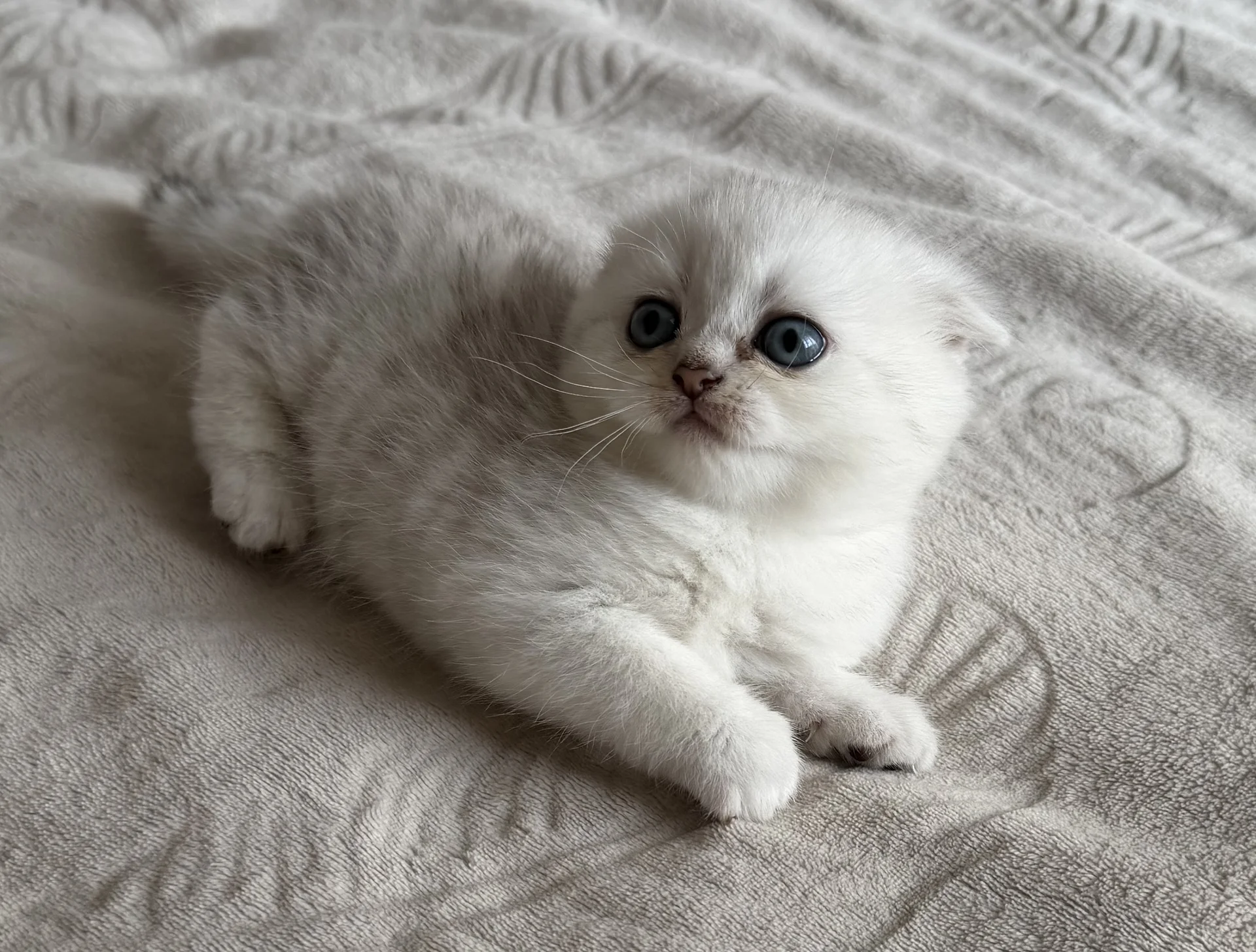 котята шотландские вислоухие - изображение 1