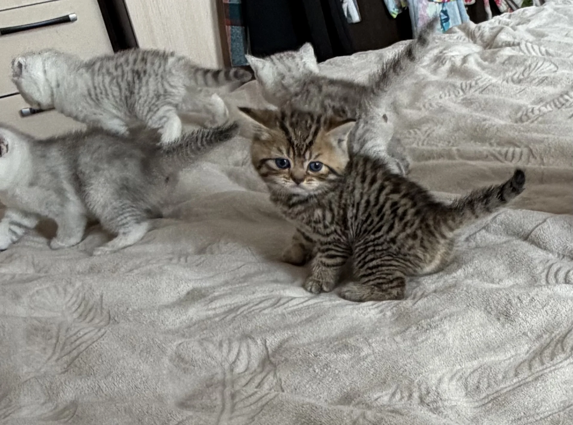 котята шотландские вислоухие - миниатюра 2