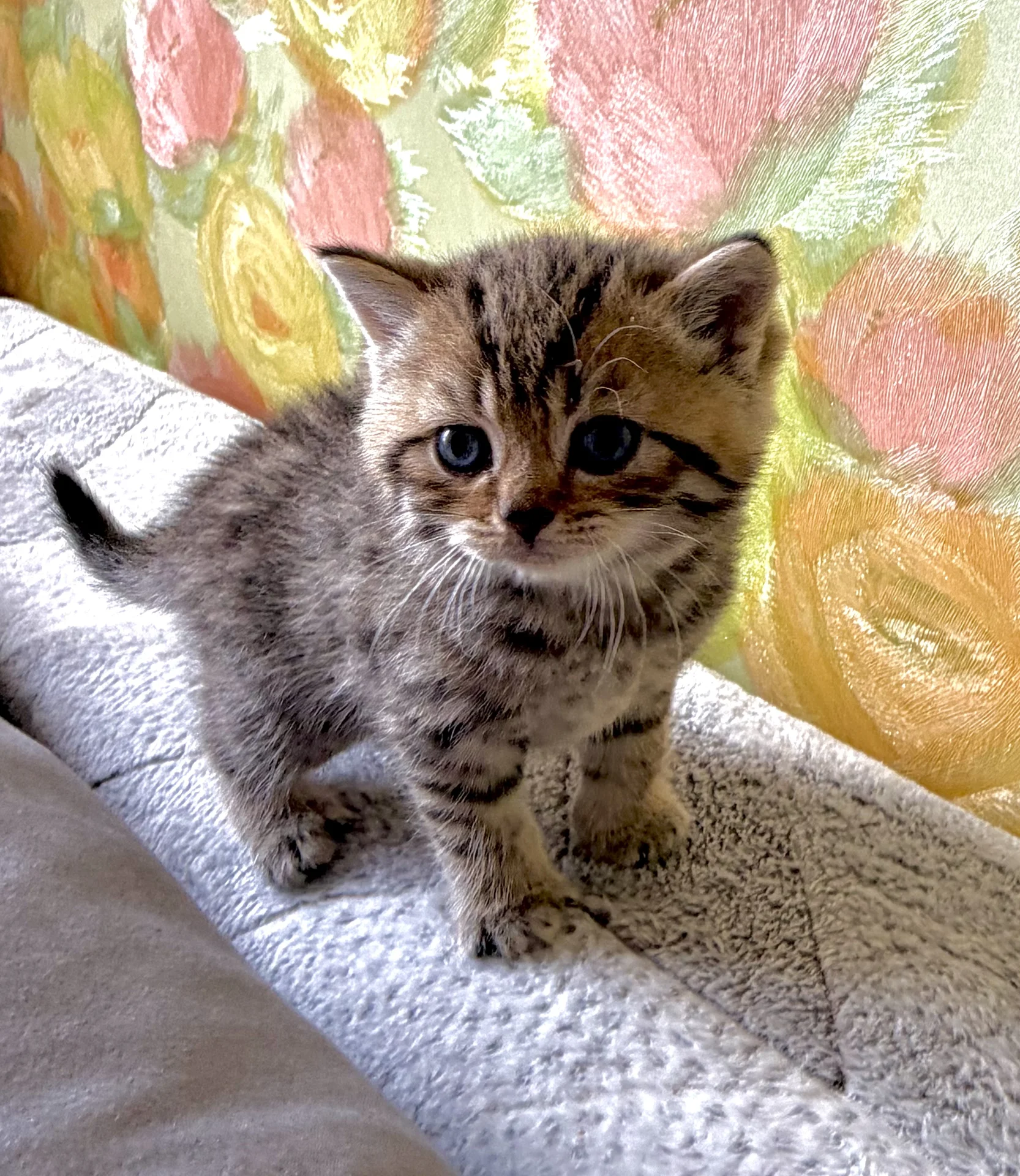 котята шотландские вислоухие - миниатюра 3