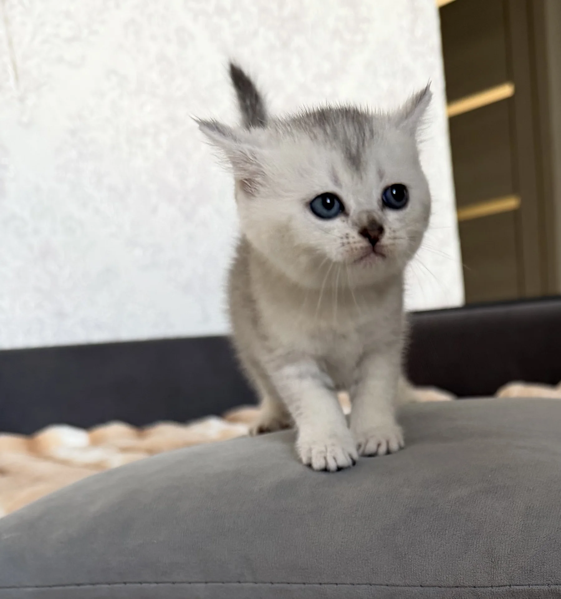 котята шотландские вислоухие - миниатюра 4