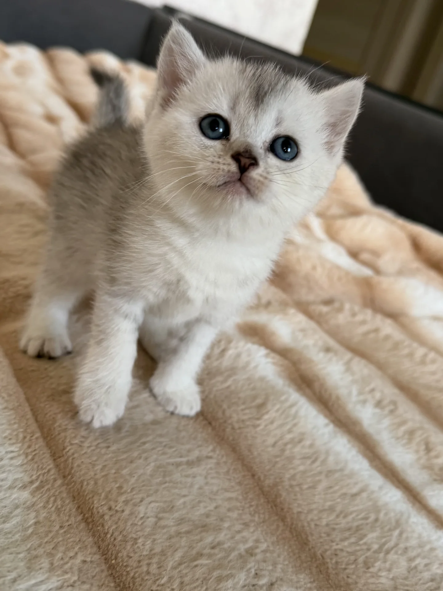 котята шотландские вислоухие - миниатюра 5