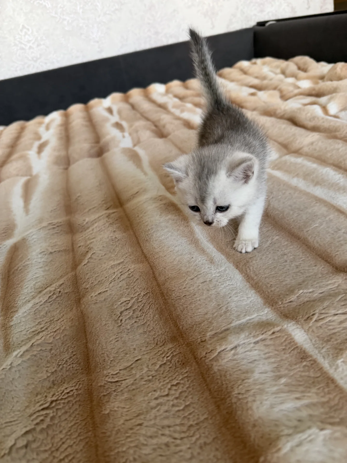 котята шотландские вислоухие - миниатюра 6