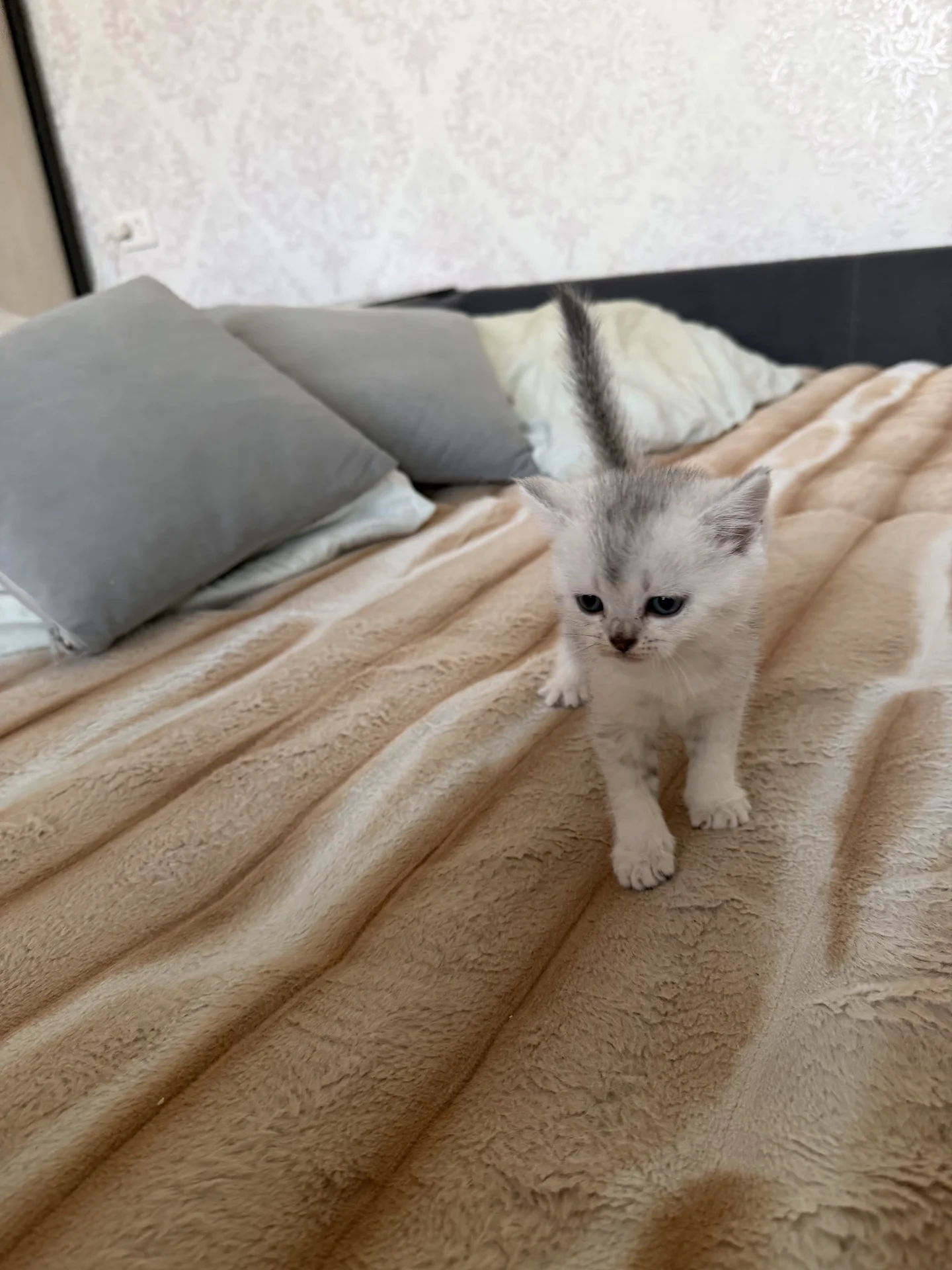 котята шотландские вислоухие - миниатюра 7