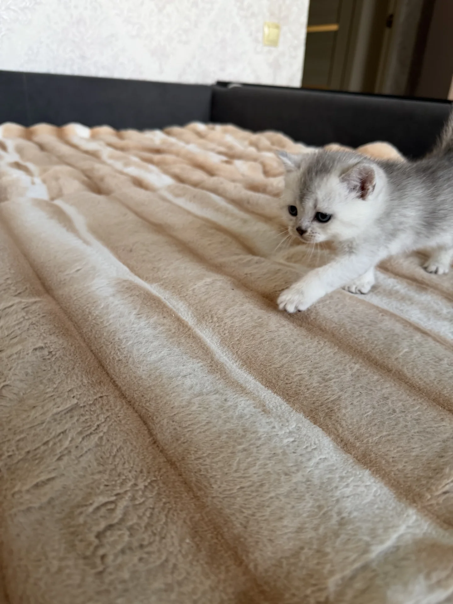 котята шотландские вислоухие - миниатюра 8