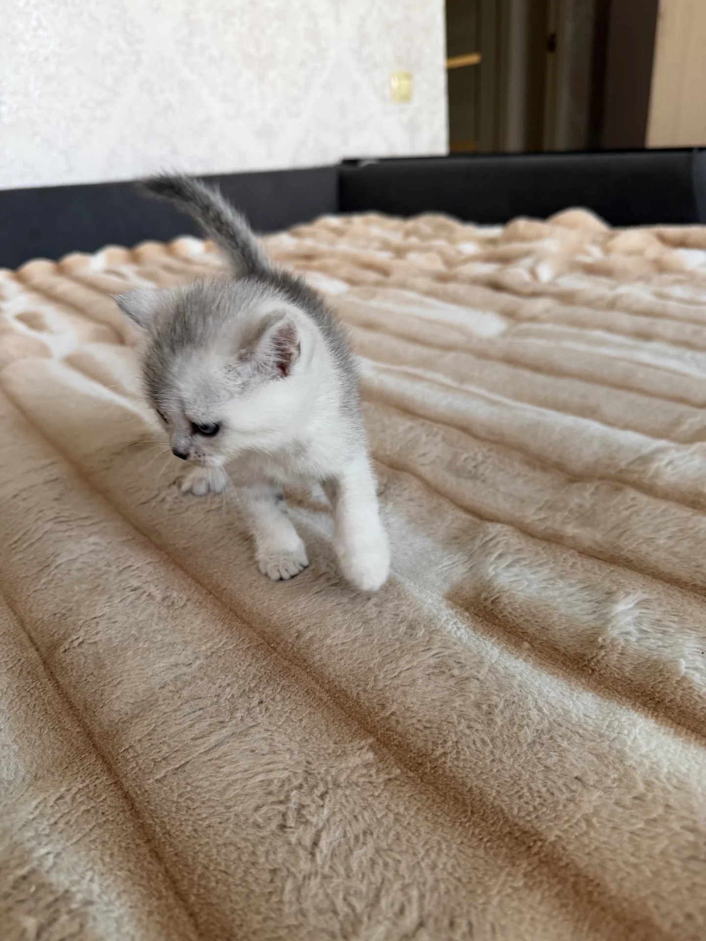 котята шотландские вислоухие - миниатюра 9