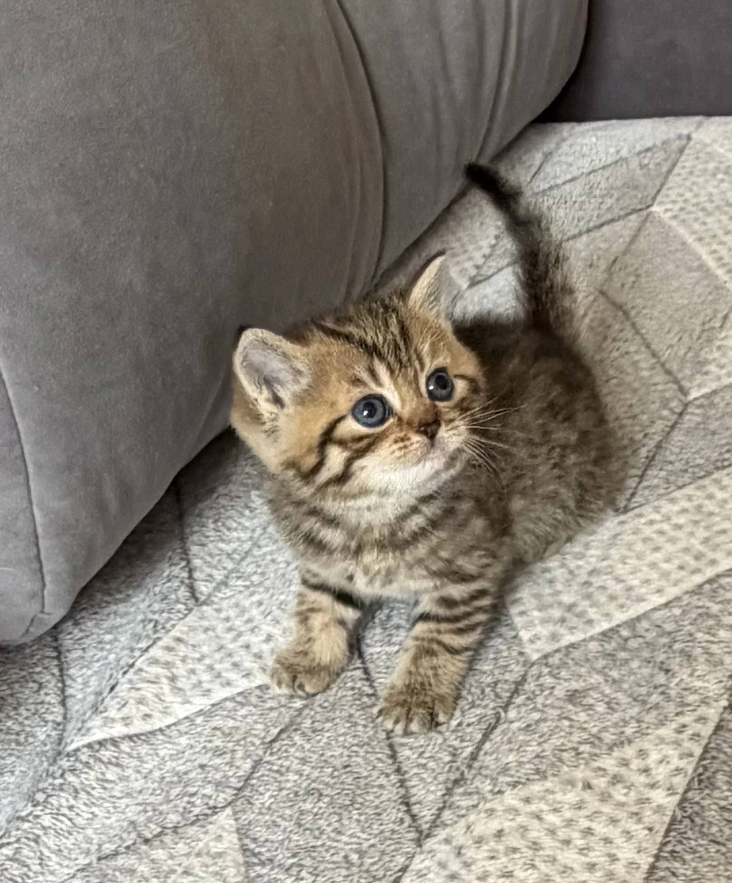 котята шотландские вислоухие - миниатюра 10