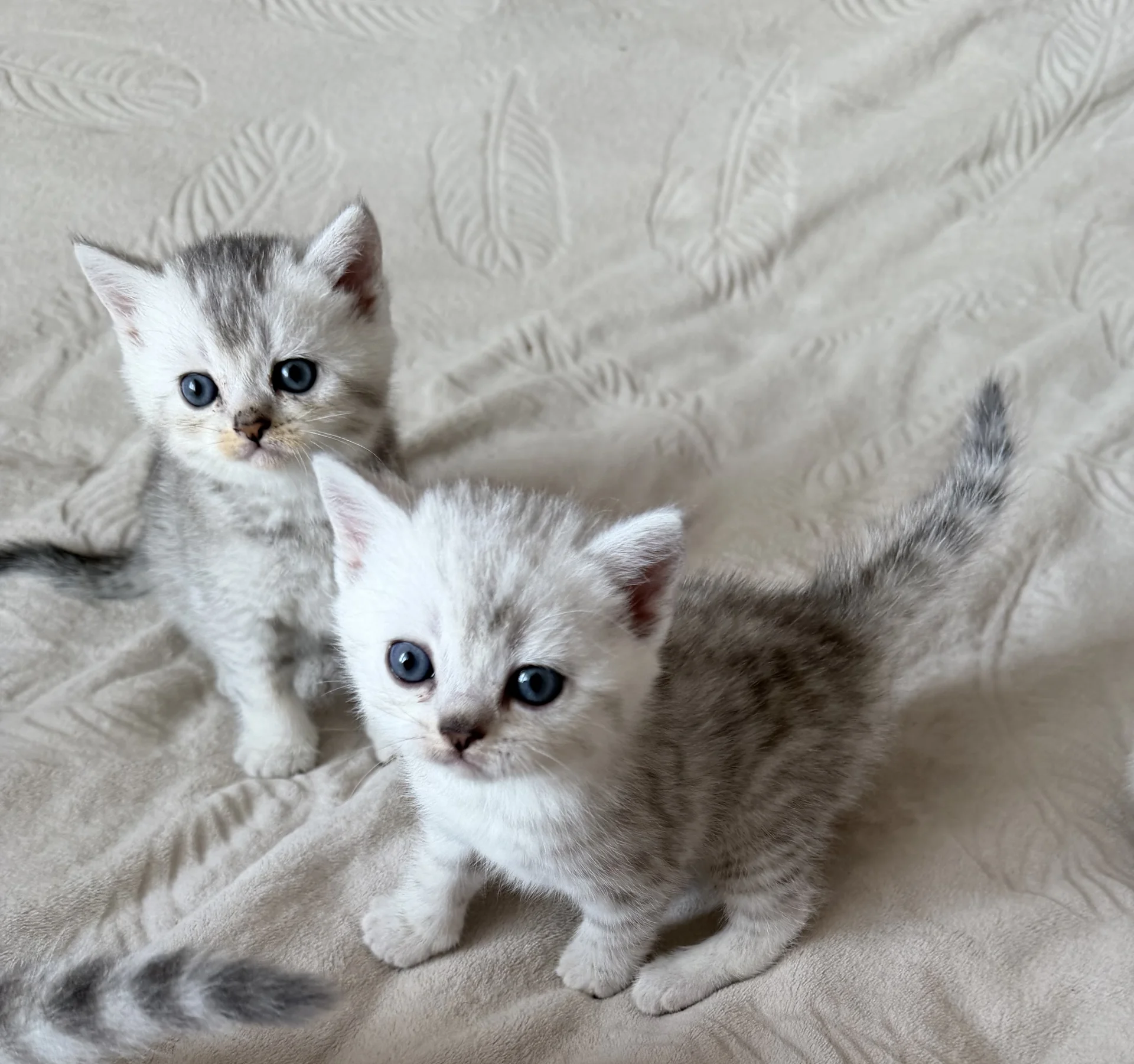 котята шотландские вислоухие - миниатюра 11