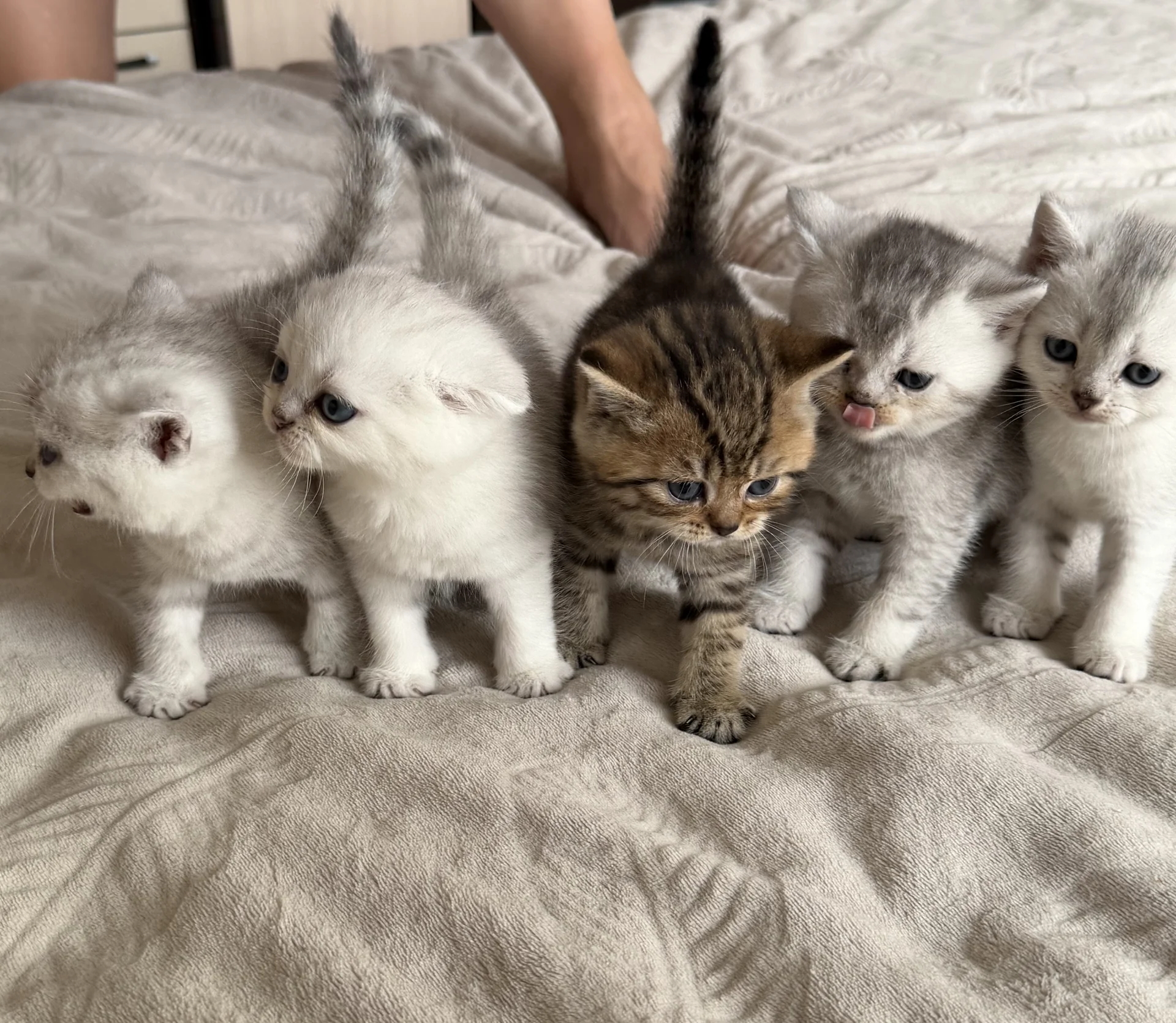 котята шотландские вислоухие - миниатюра 12