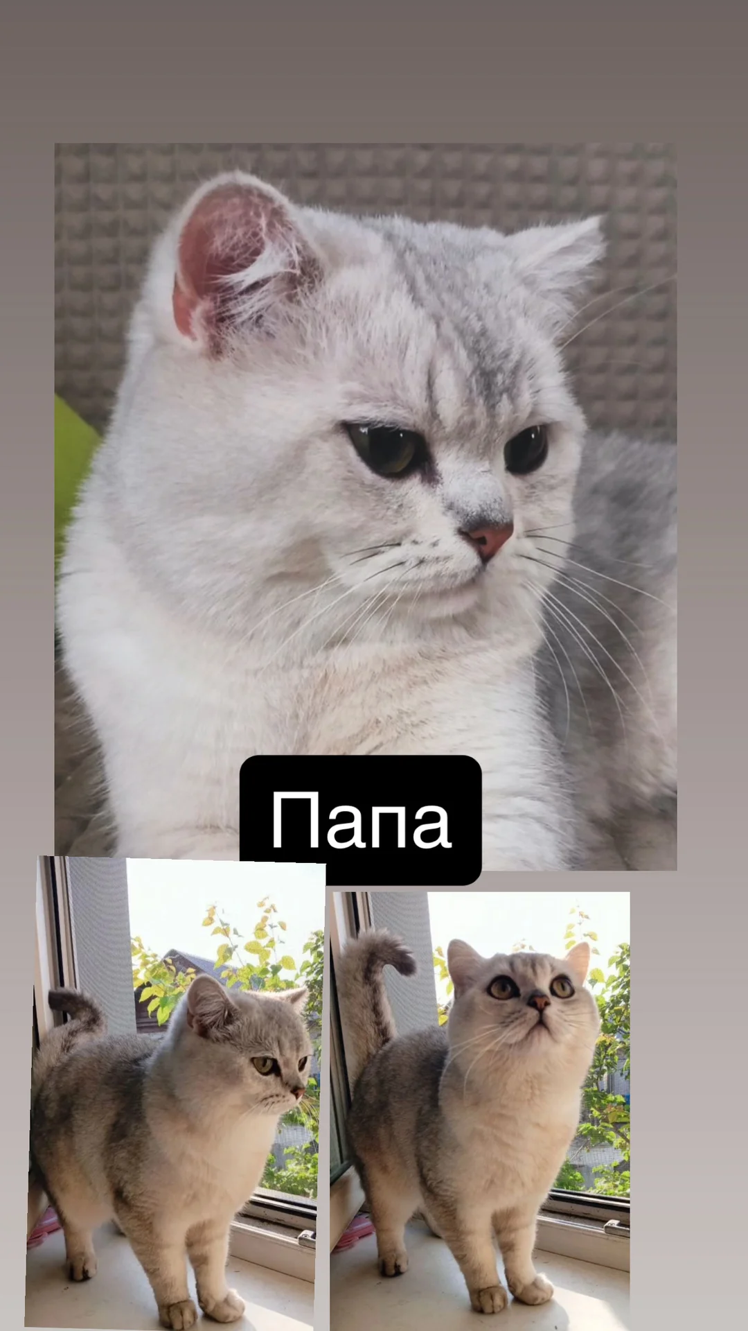 котята шотландские вислоухие - миниатюра 13