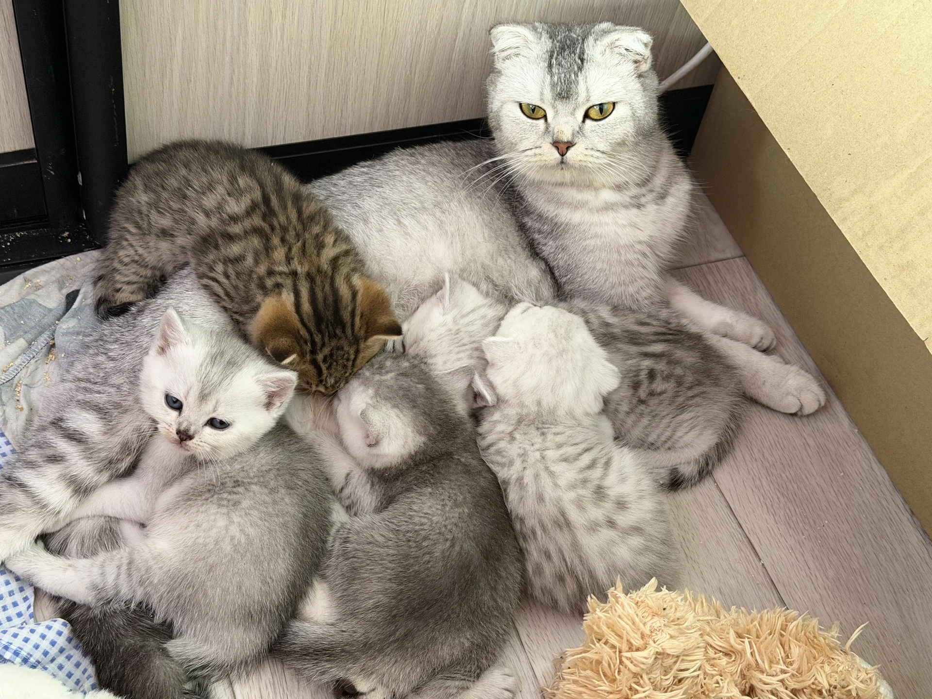котята шотландские вислоухие - миниатюра 14