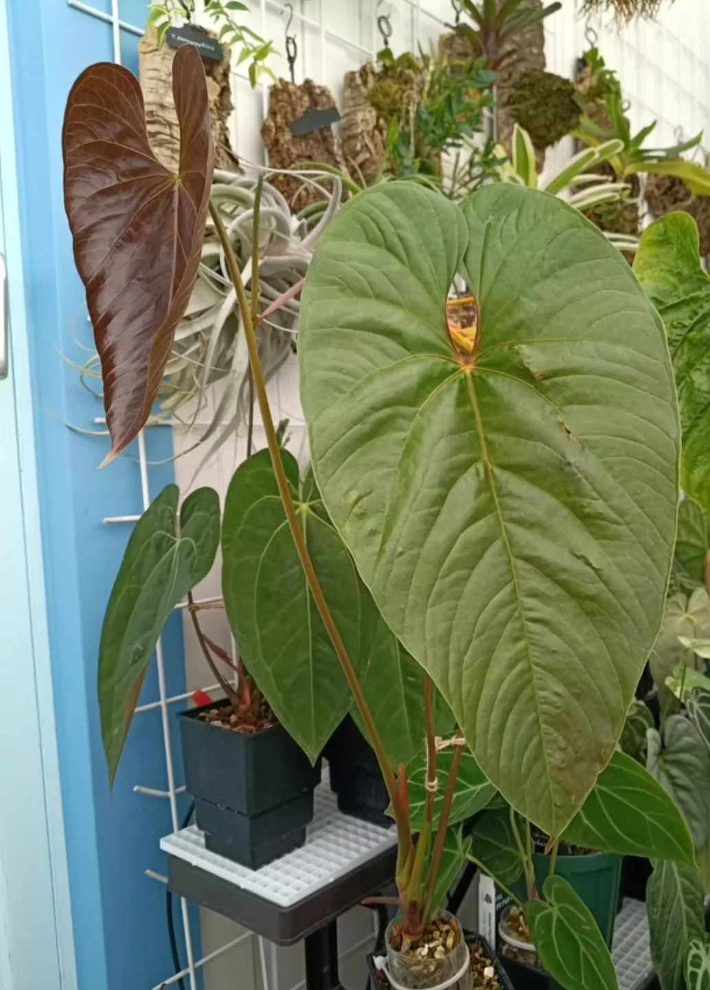 Антуриум Gymnopus purple - изображение 1