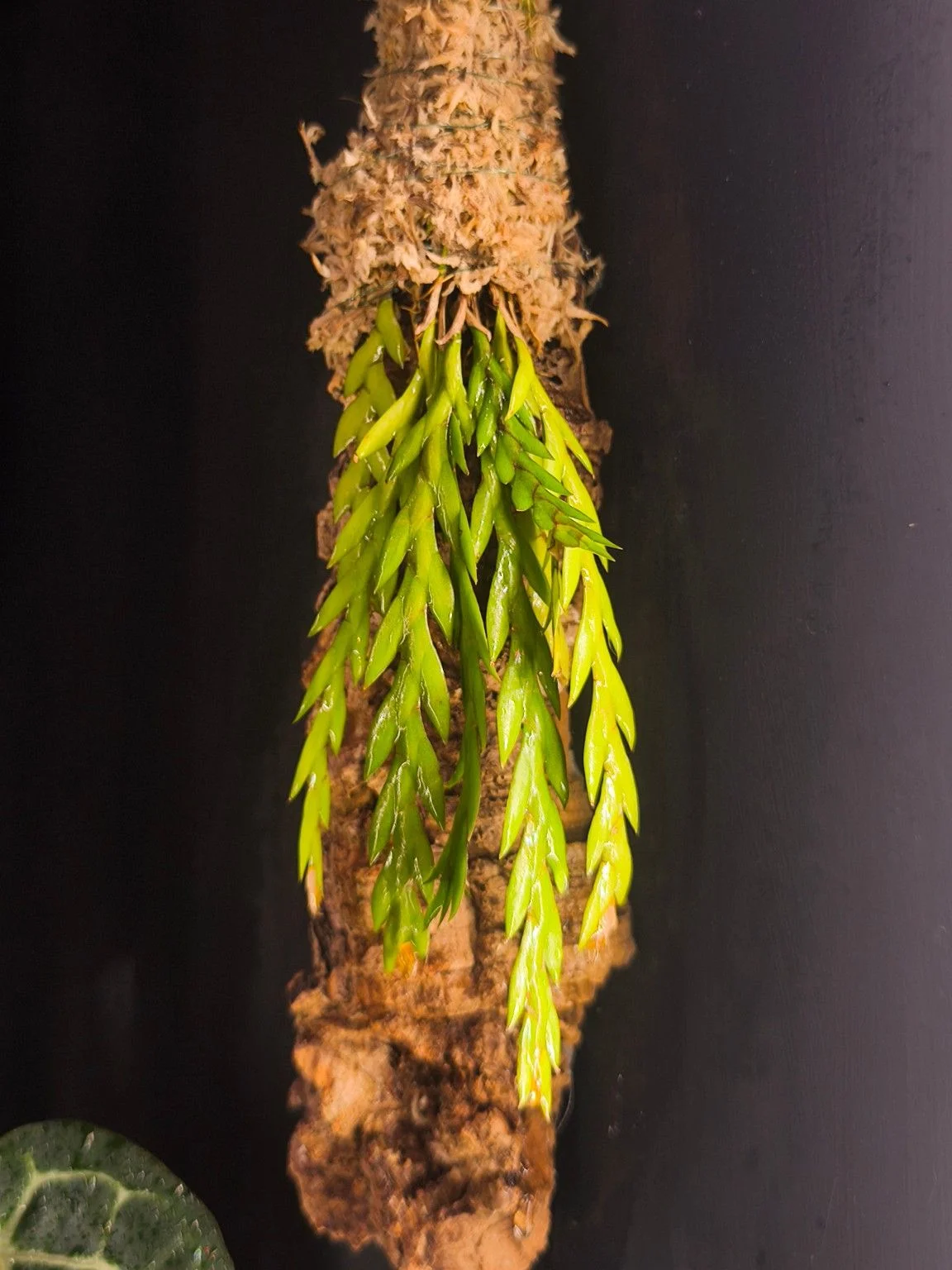 Мини орхидея Dendrobium bilobulatum - изображение 1