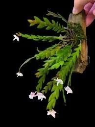 Мини орхидея Dendrobium bilobulatum - миниатюра 2