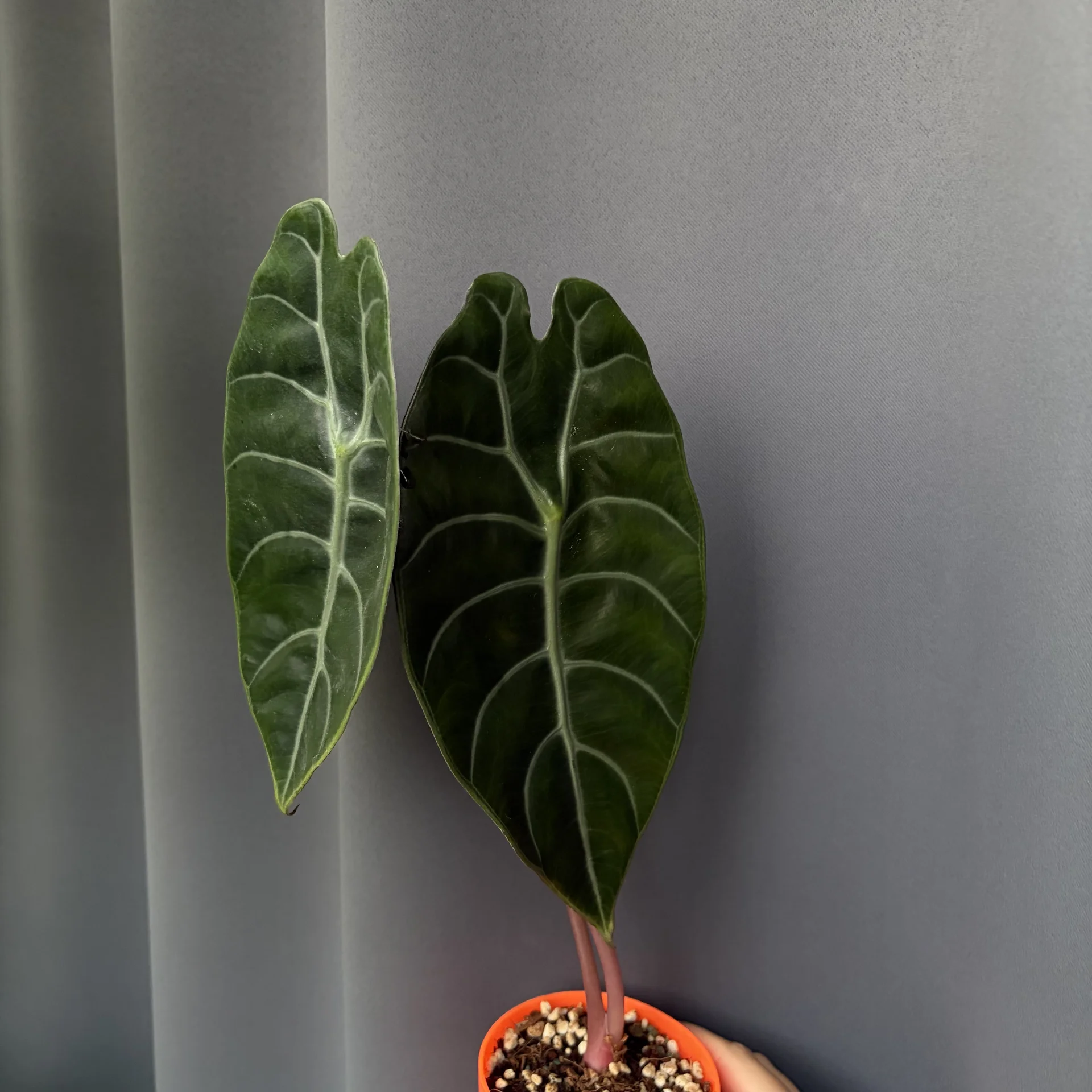 Alocasia sidenii клубни - изображение 1