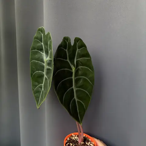 Alocasia sidenii клубни