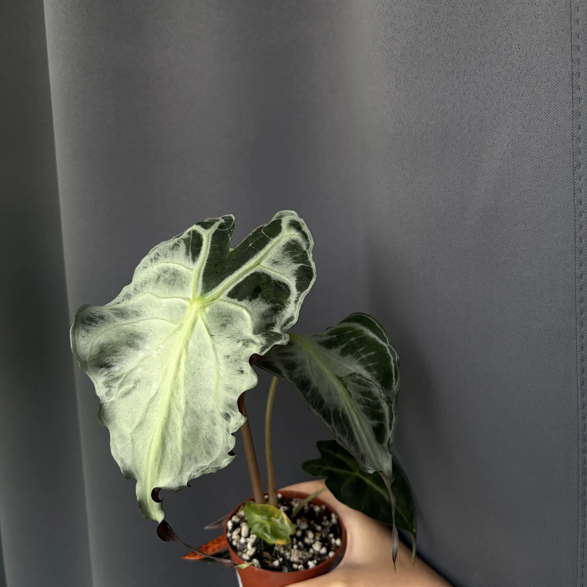 Alocasia venom клубни - изображение 1