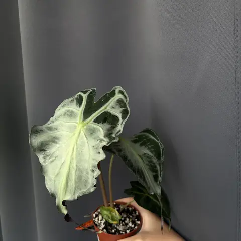 Alocasia venom клубни