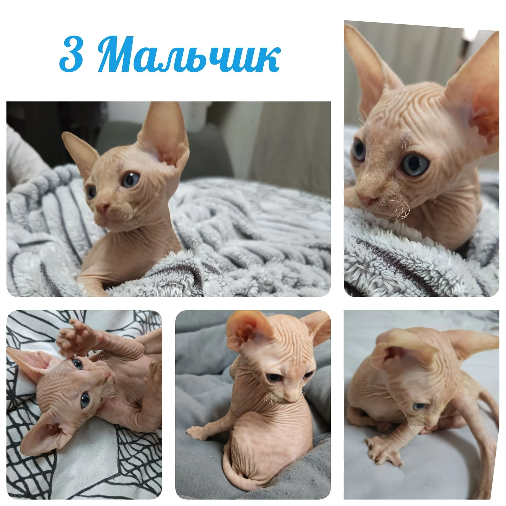 Канадский сфинкс котёнок - миниатюра 2