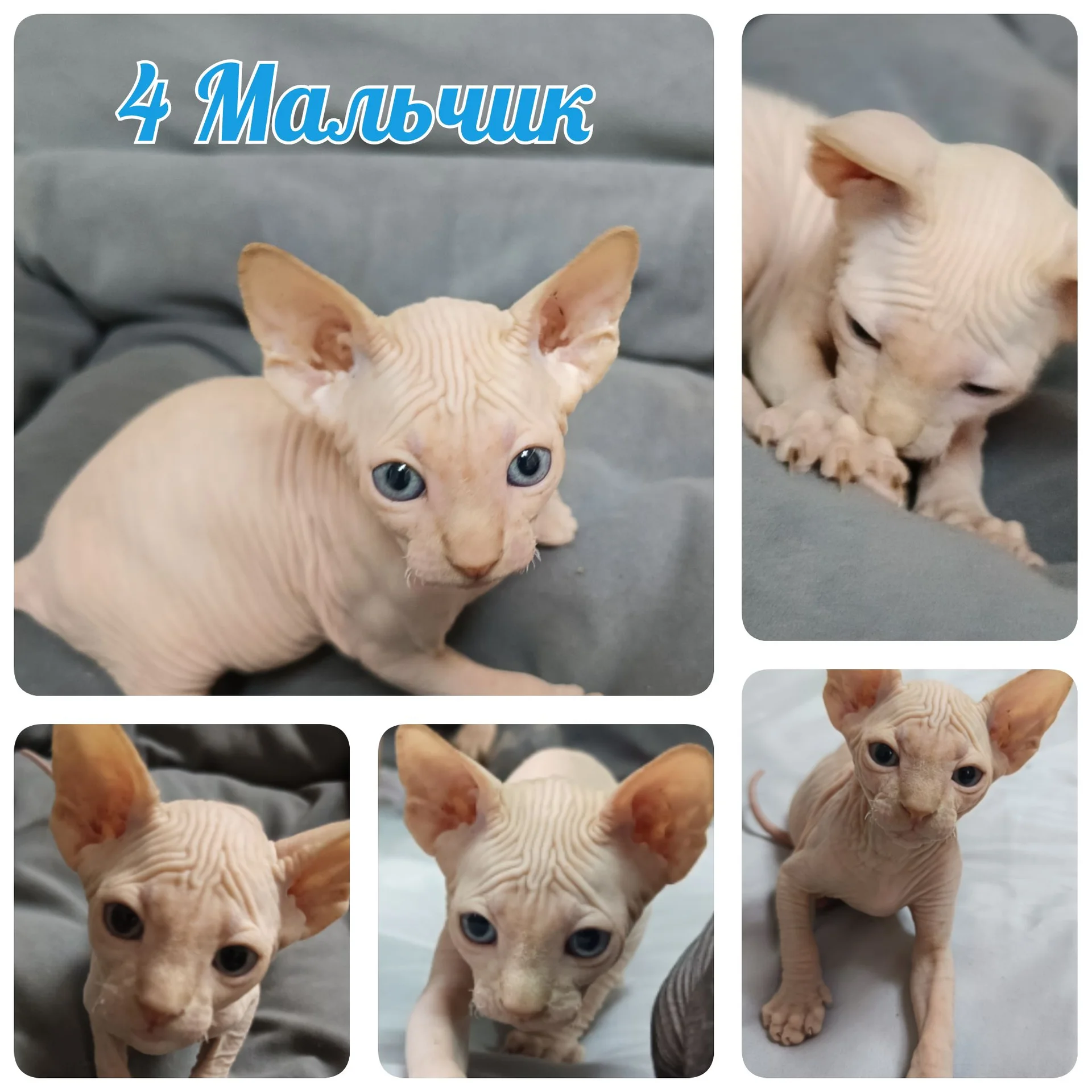 Канадский сфинкс котёнок - миниатюра 3