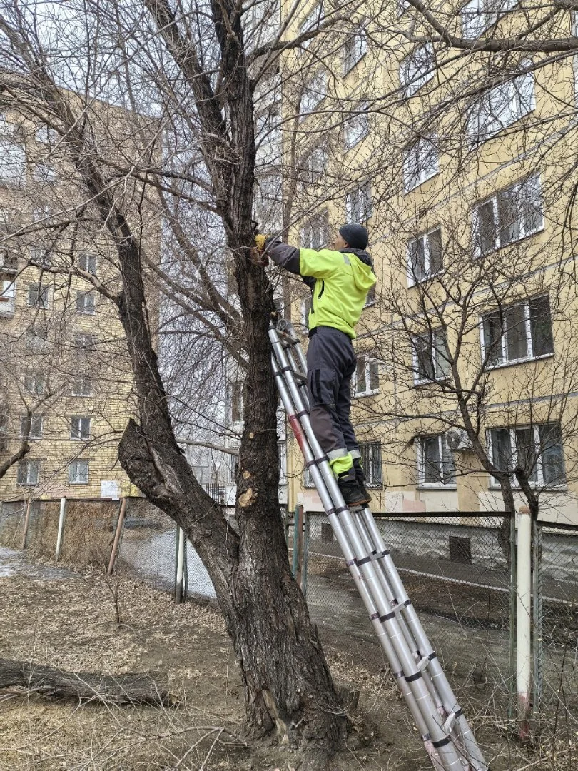 Спил деревьев, обрезка веток. - миниатюра 7
