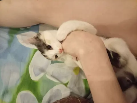 котëнок