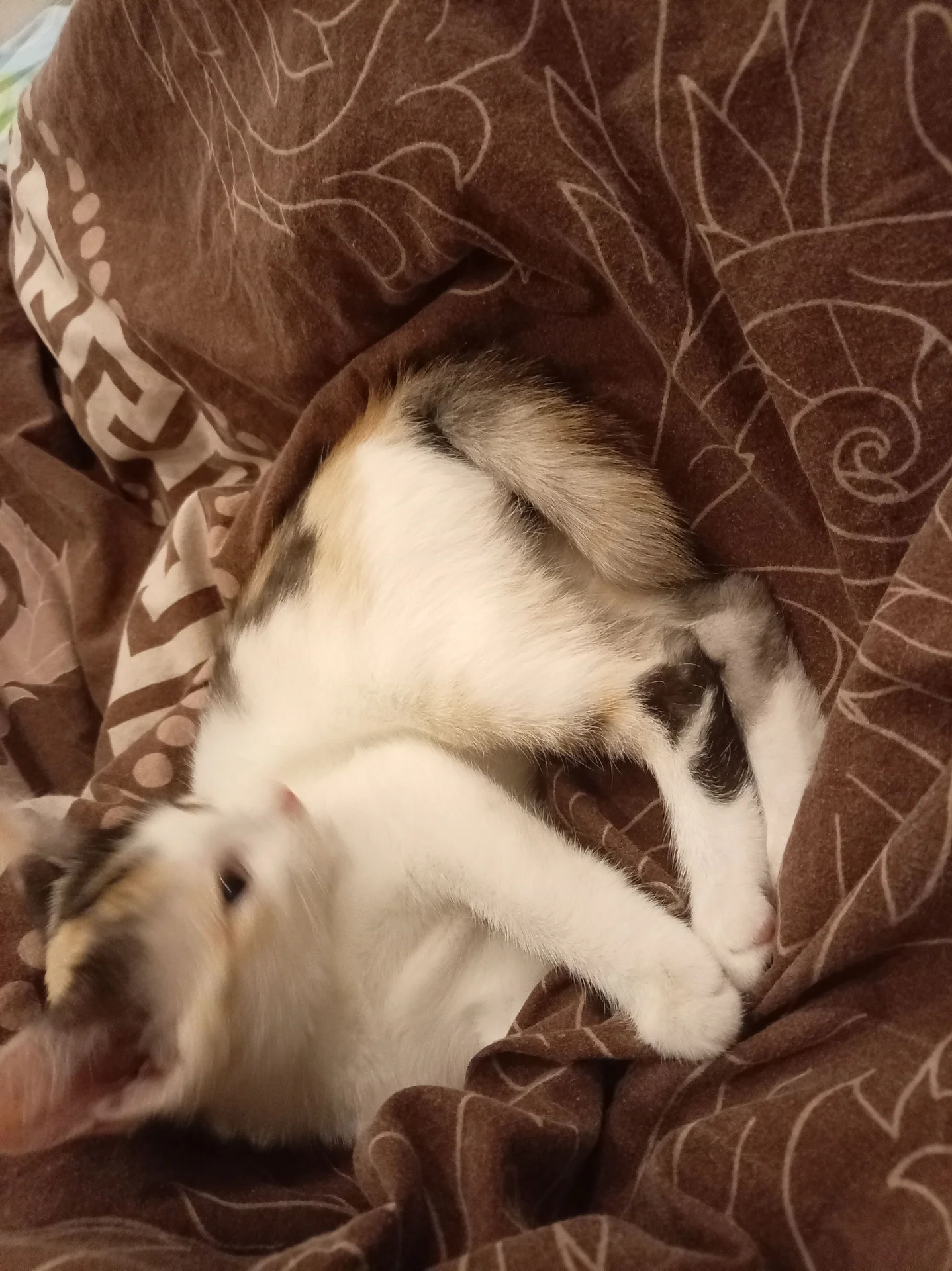 котëнок - миниатюра 2