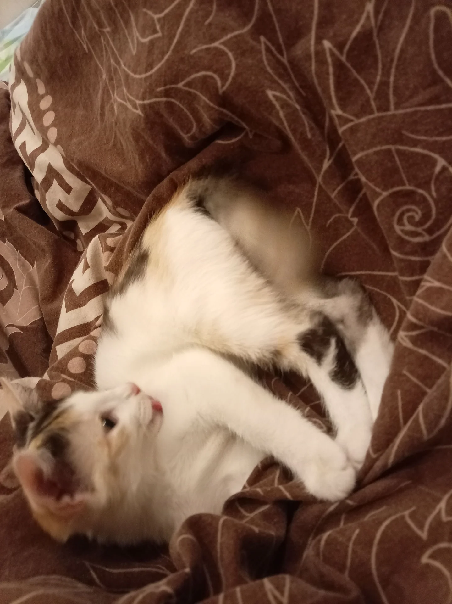 котëнок - миниатюра 3
