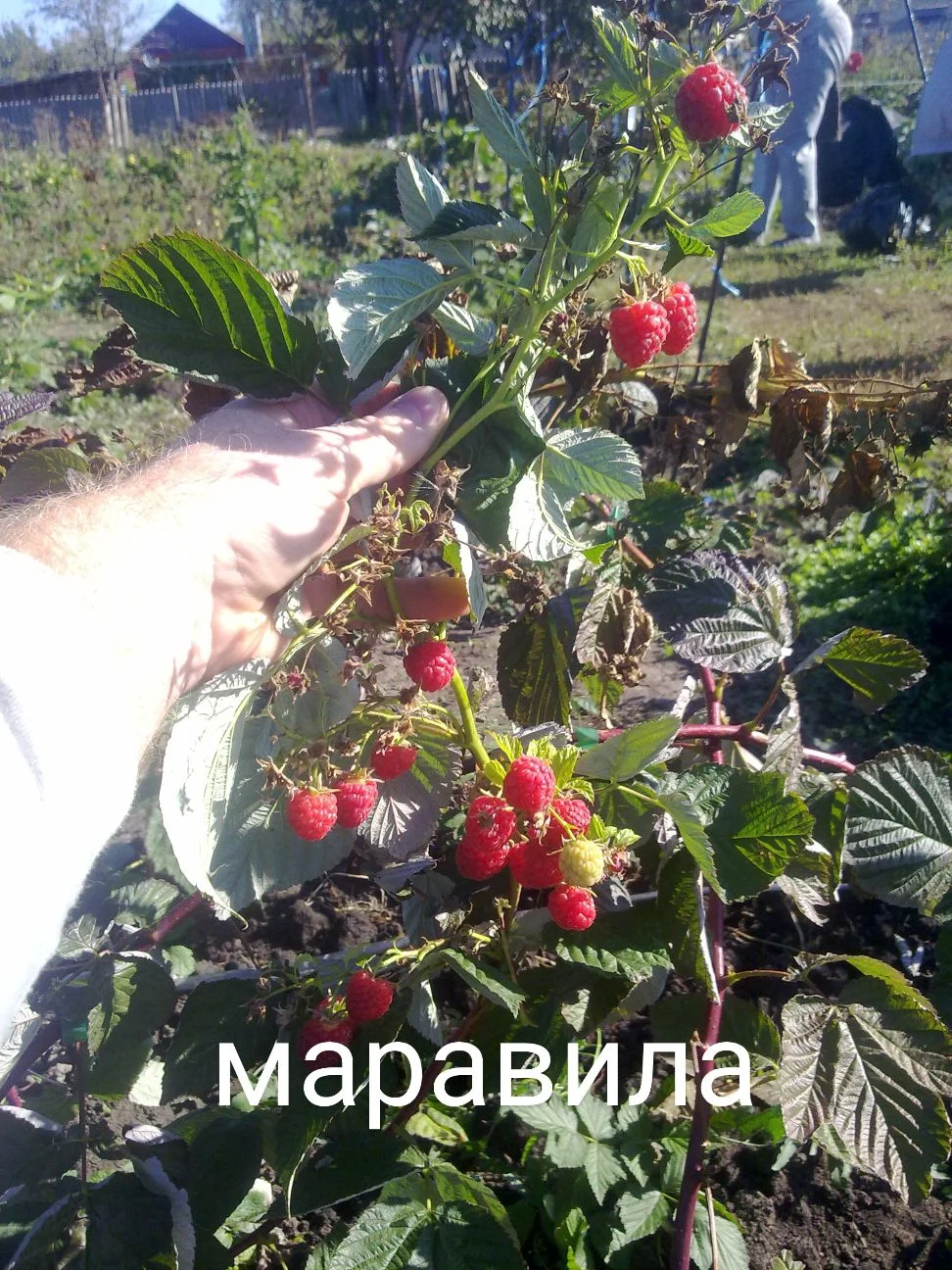 Малина саженцы