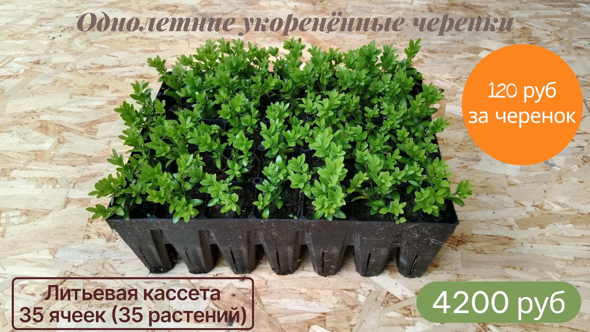 Самшит вечнозелёный - миниатюра 2