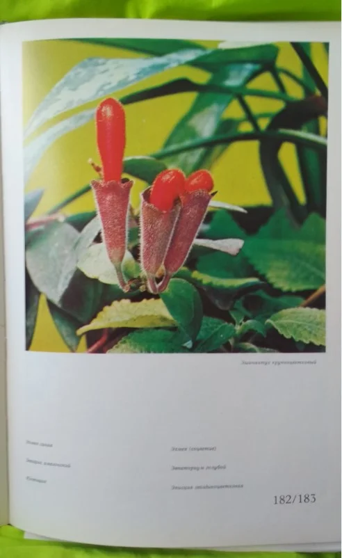 Книга Комнатные растения и декоративные кустарники 1978 - миниатюра 4