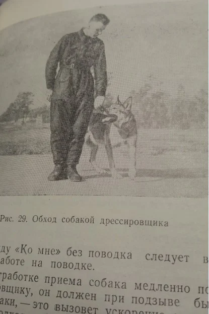 Содержание и дрессировка служебных собак 1963 ДОСААФ - миниатюра 3
