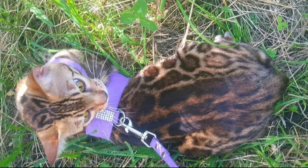 Бенгальский кот вязка - миниатюра 4