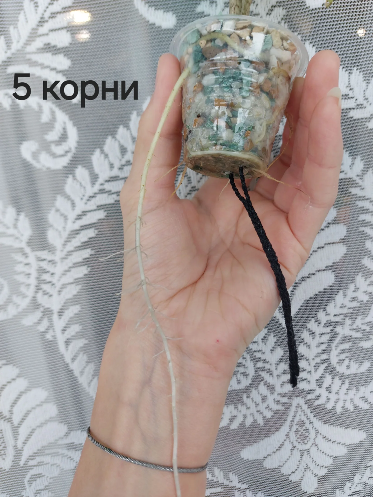 дети алоказии Лоу Райдер - миниатюра 8