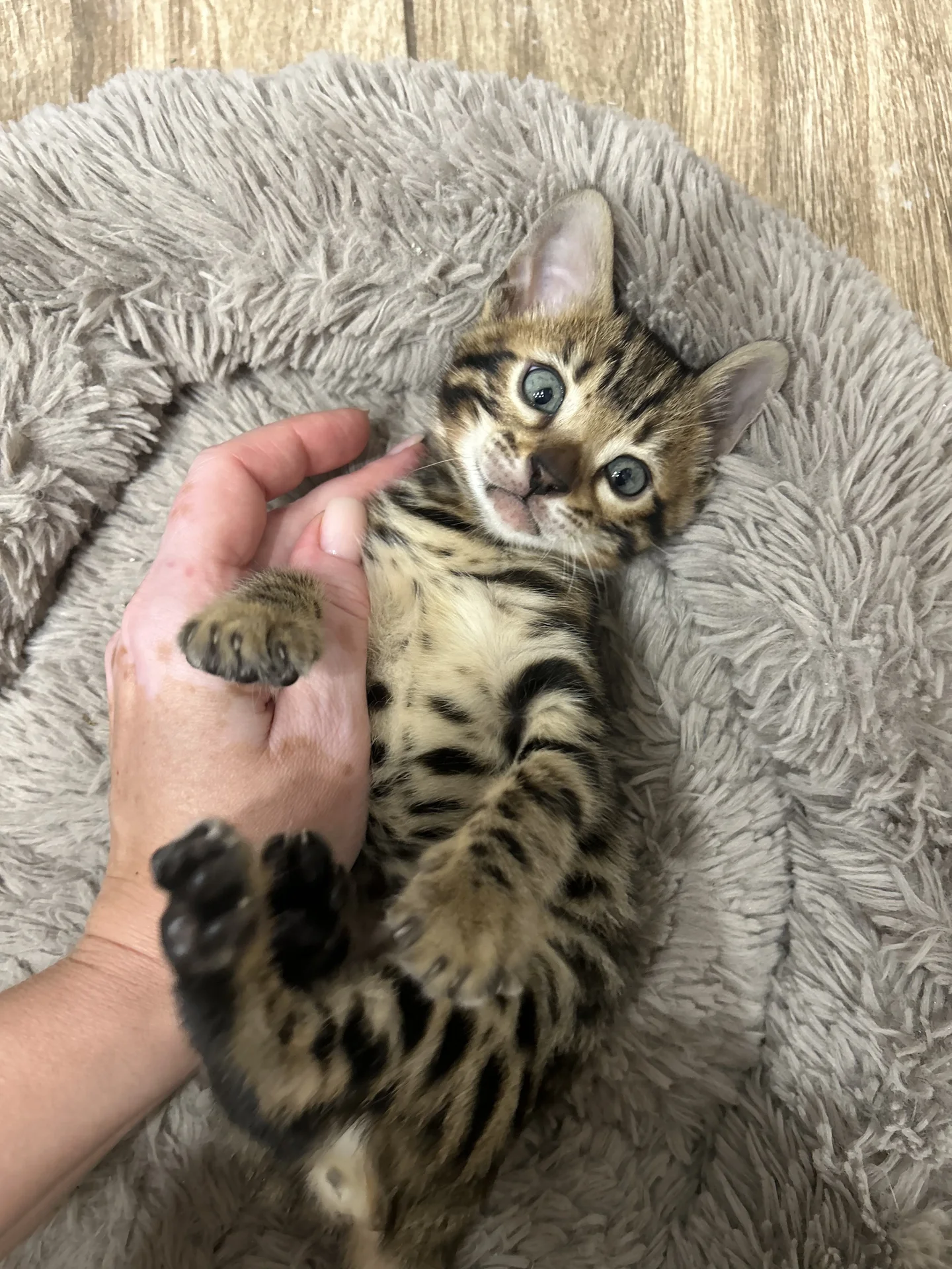 Котенок бенгальской породы - миниатюра 2